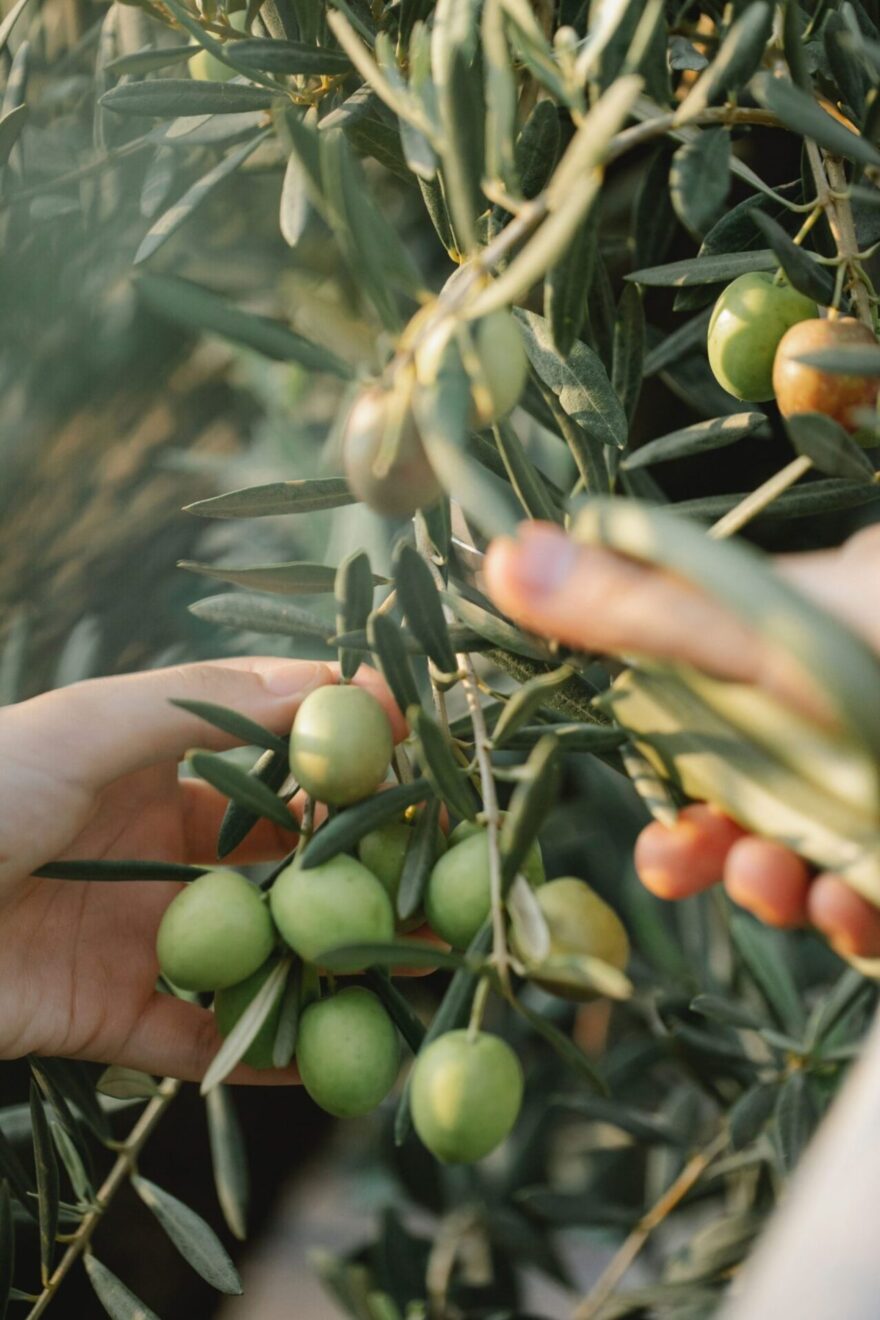 HOTOOLME Bouteille Huile Olive, 500ml Distributeur D'huile D'olive